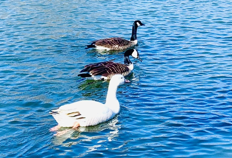 IMG_7518.jpg?type=w966