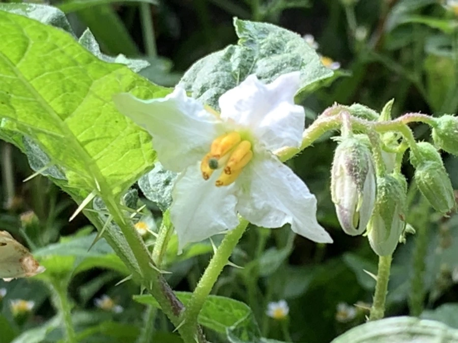 IMG_8963.jpg?type=w966