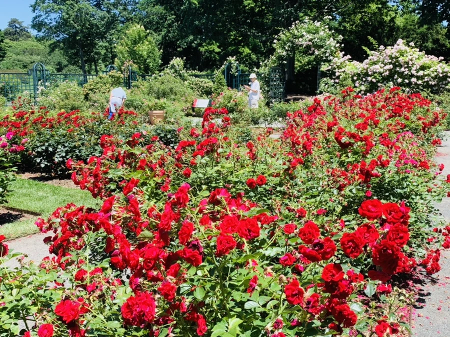 IMG_4140.jpg?type=w966