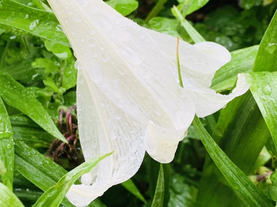 IMG_0086.jpg?type=w966