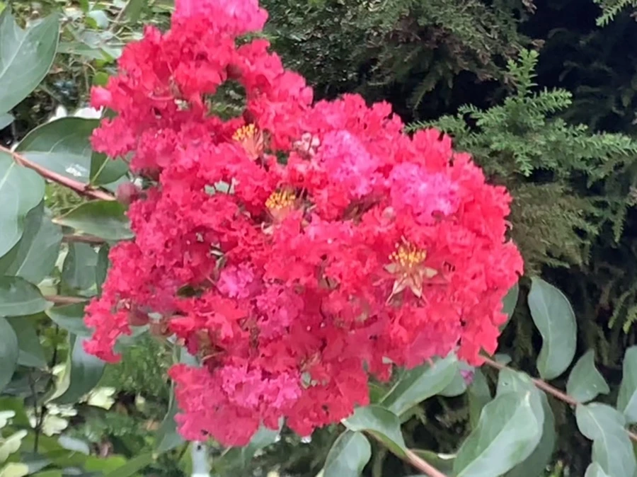 IMG_6075.jpg?type=w966