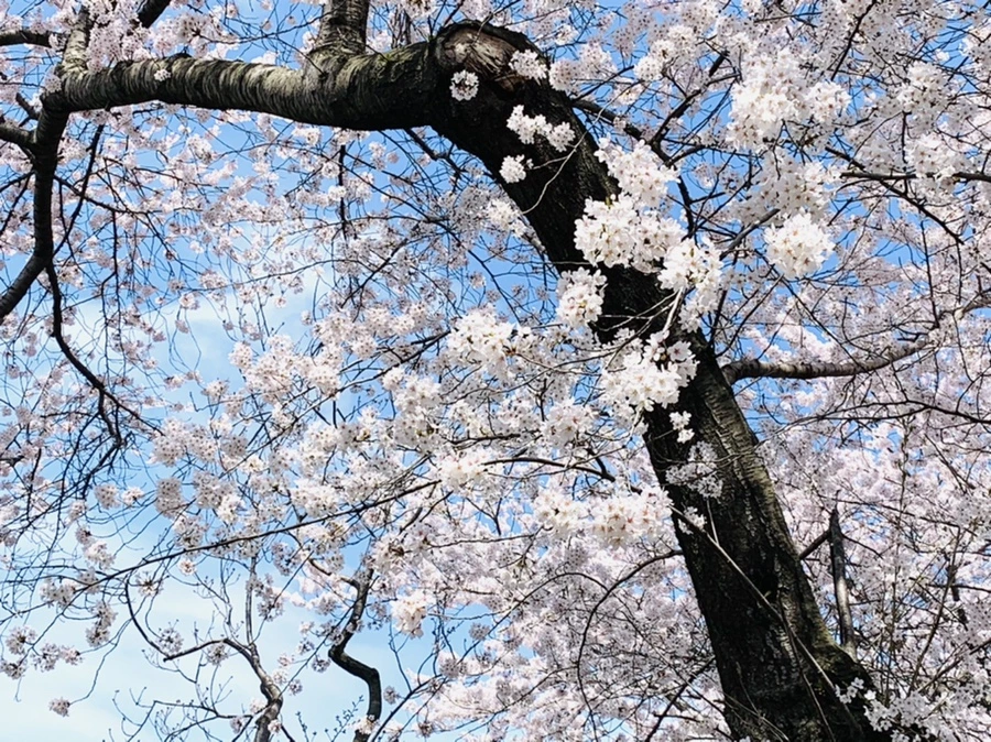 IMG_0158.jpg?type=w966