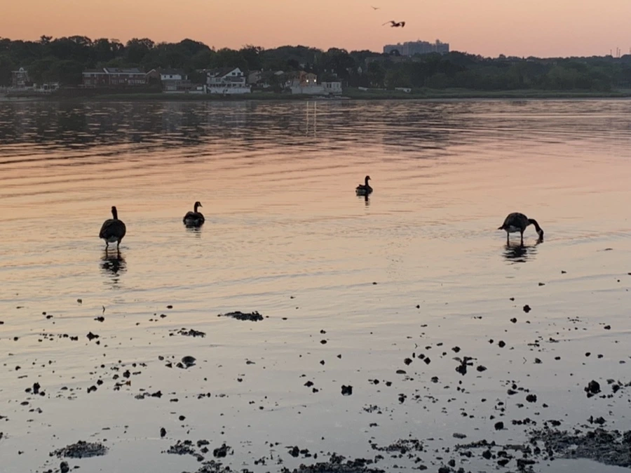 IMG_0093.jpg?type=w966