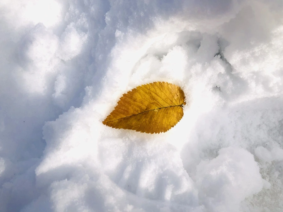 IMG_7062.jpg?type=w966