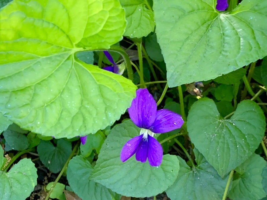 IMG_2166.jpg?type=w966