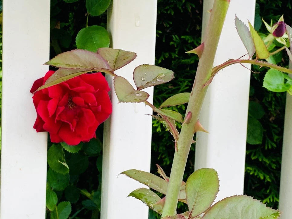 IMG_7839.jpg?type=w966