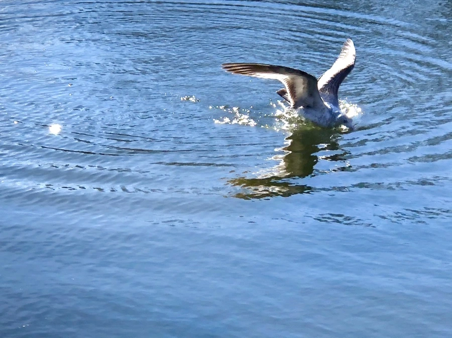 IMG_6831.jpg?type=w966