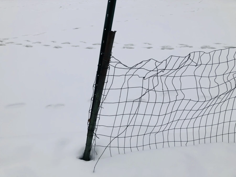 IMG_2605.jpg?type=w966