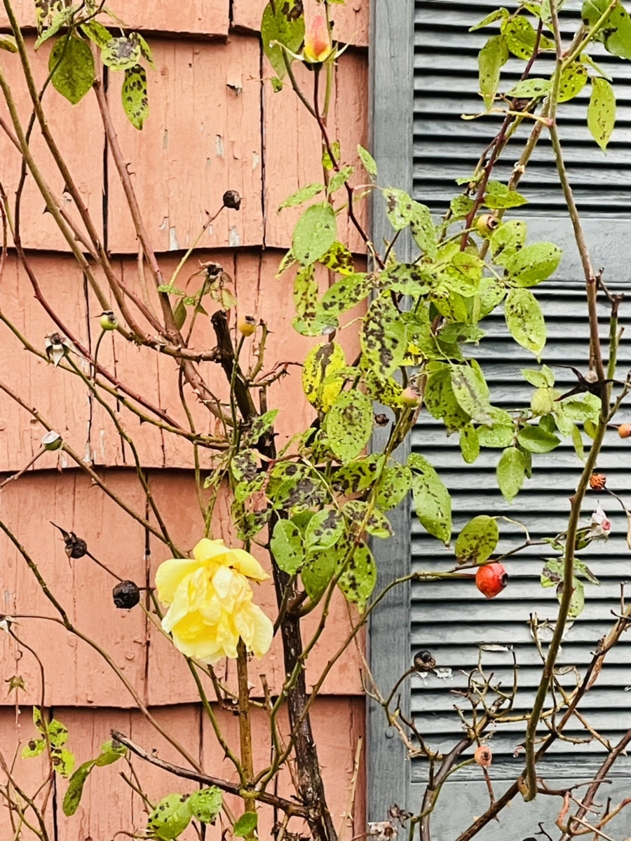 IMG_6422.jpg?type=w966