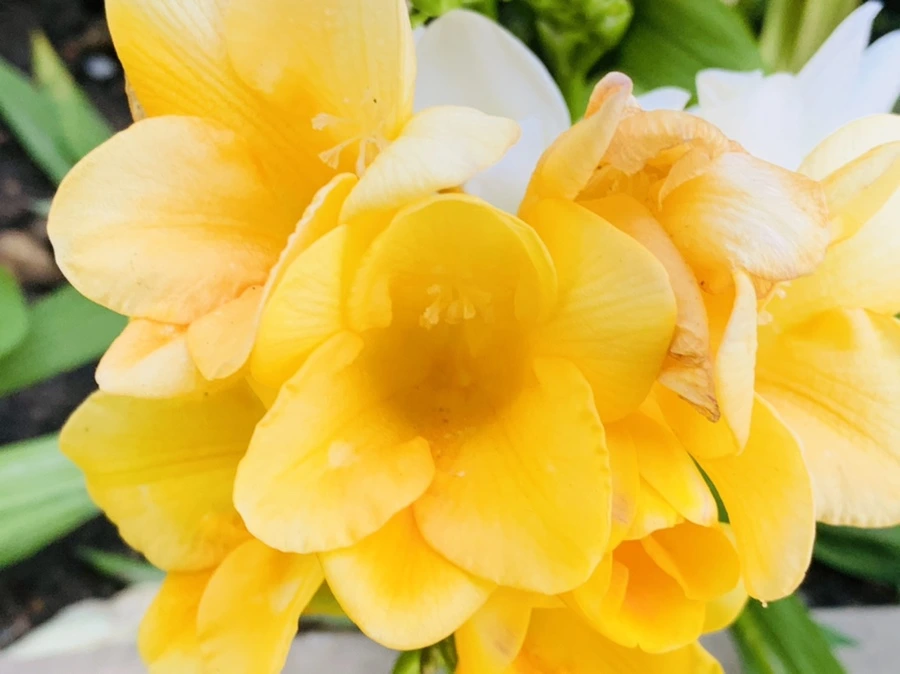 IMG_1912.jpg?type=w966