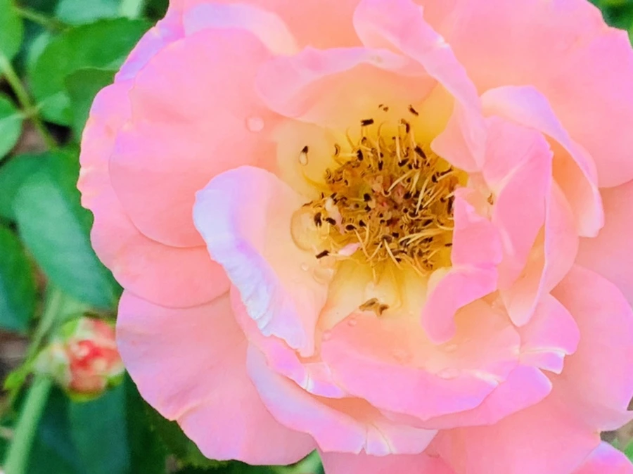 IMG_6912.jpg?type=w966