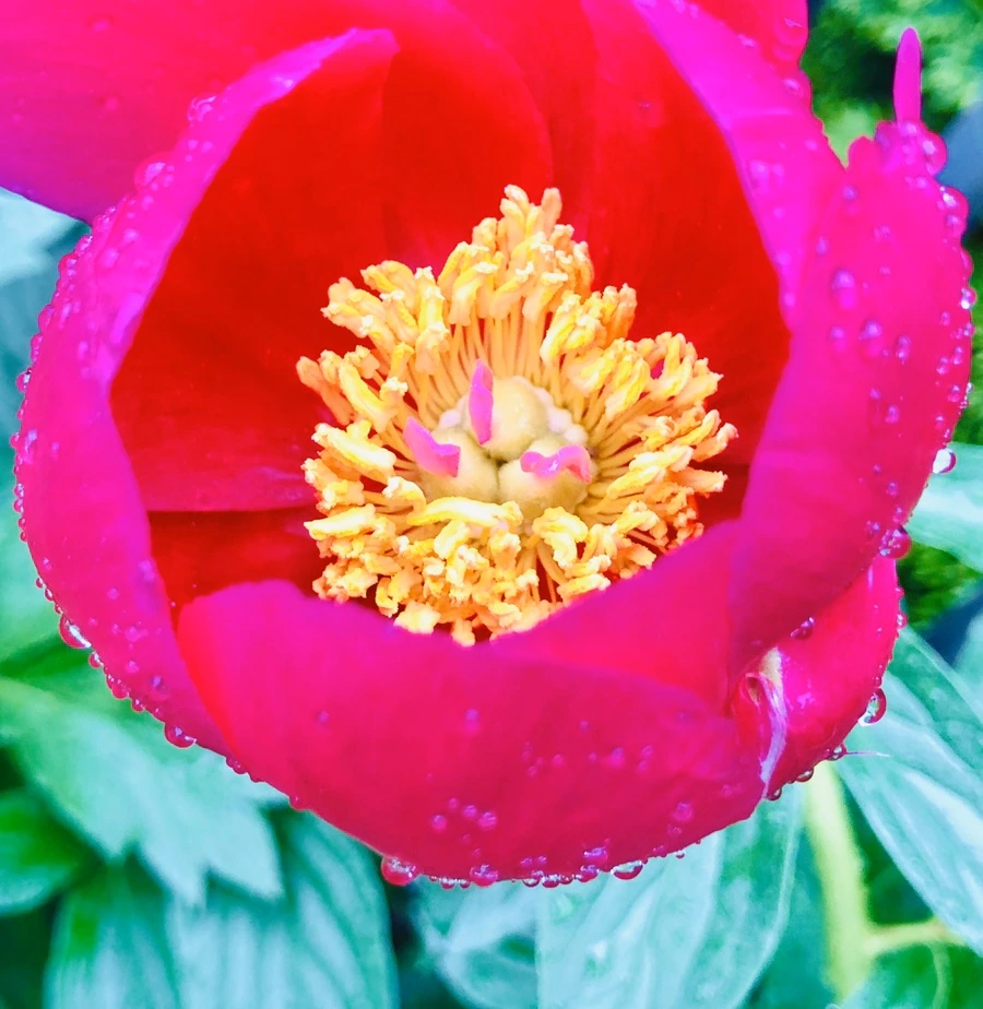 IMG_8167.jpg?type=w966