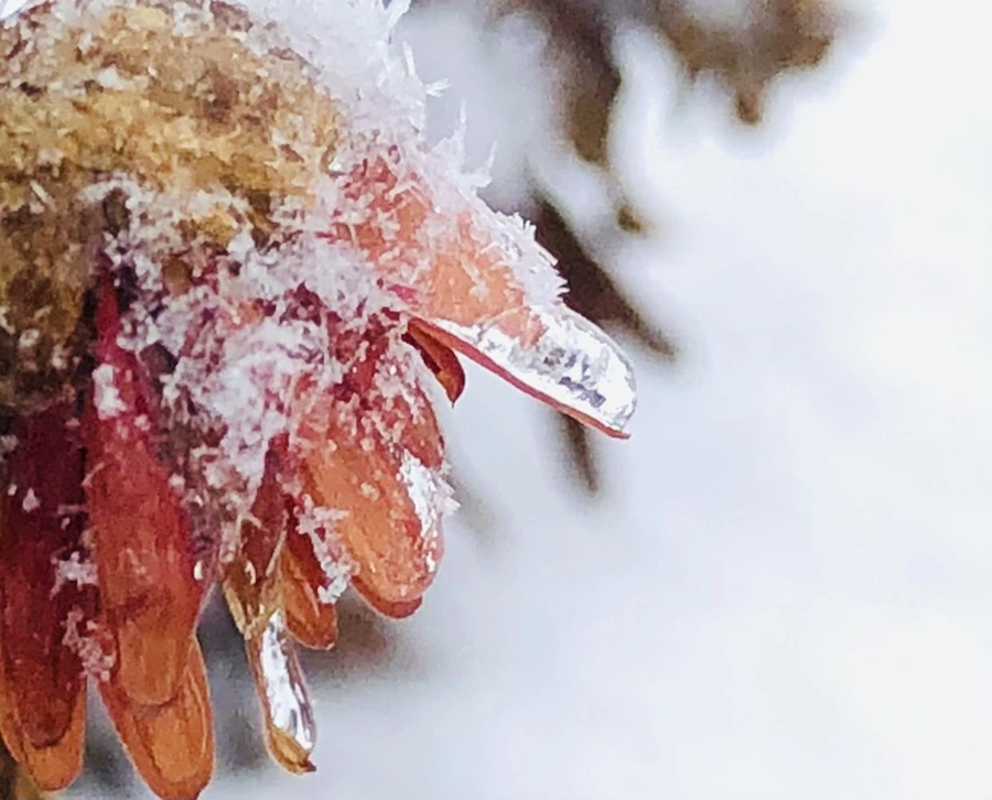 IMG_3445.jpg?type=w966