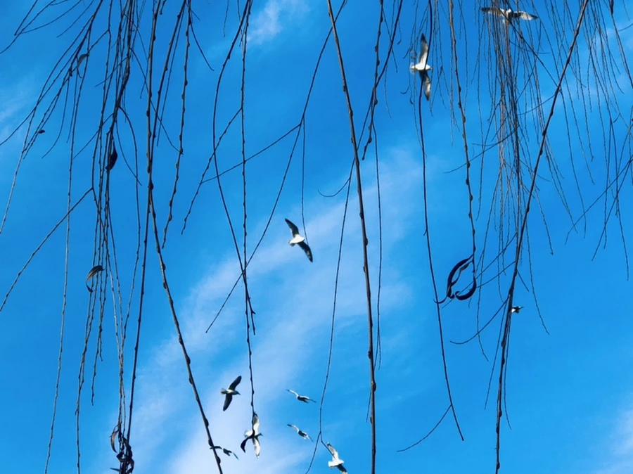 IMG_2579.jpg?type=w966