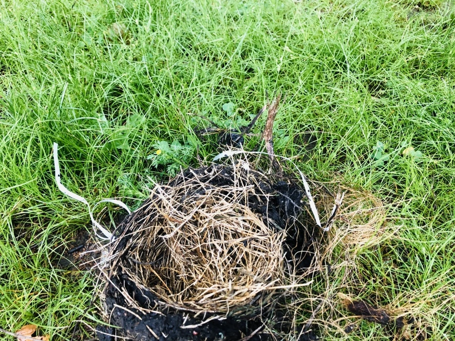 IMG_8159.jpg?type=w966