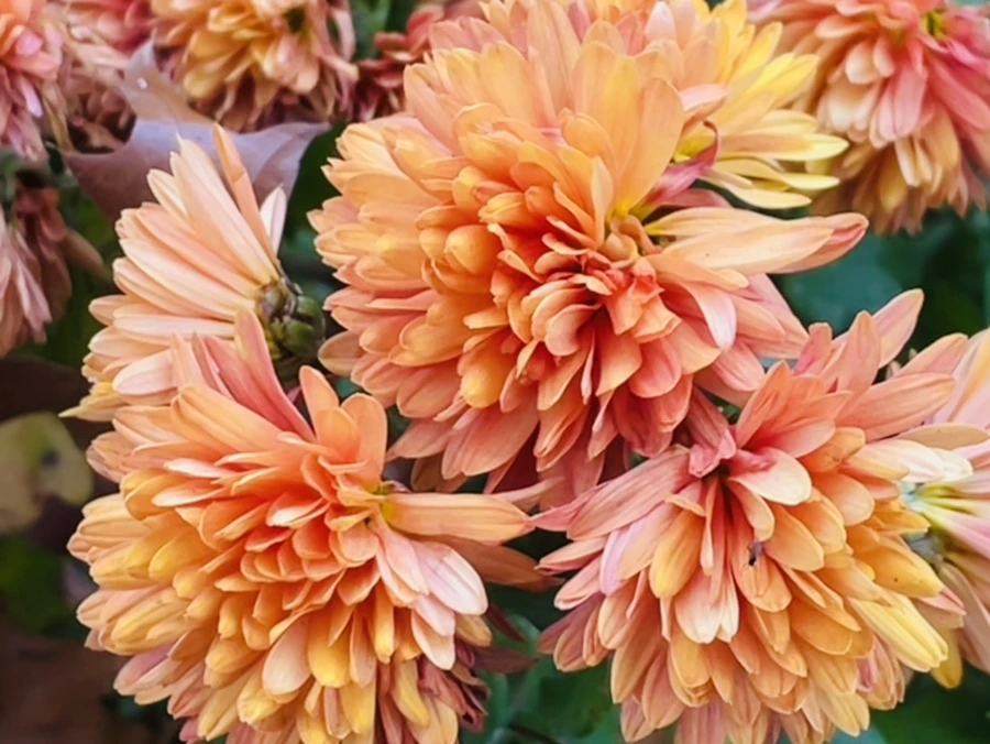 IMG_6204.jpg?type=w966