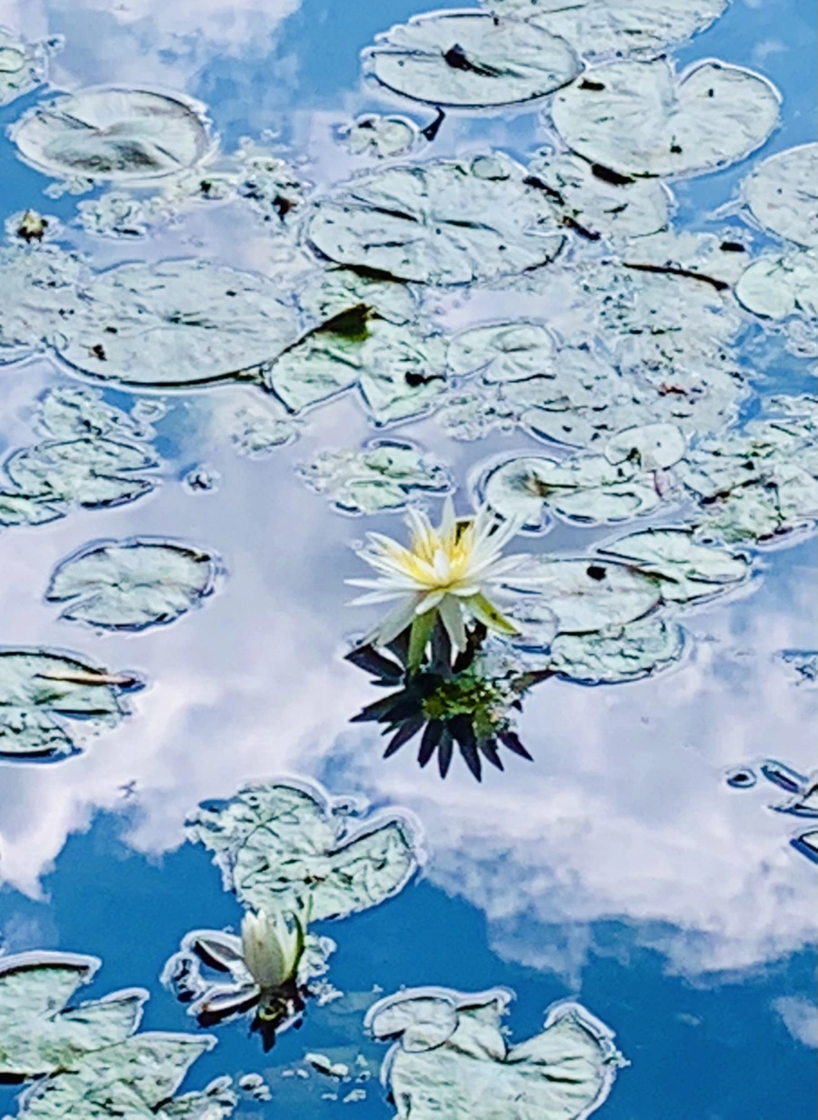 IMG_0807.jpg?type=w966