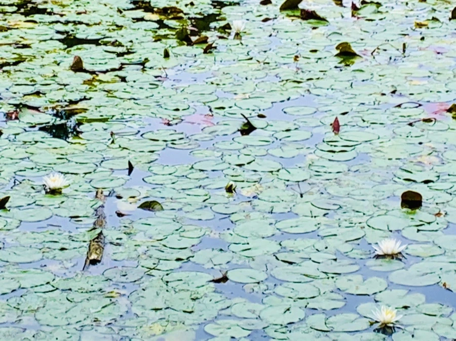 IMG_9144.jpg?type=w966