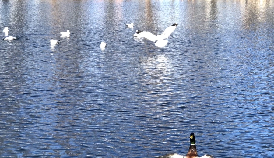 IMG_9722.jpg?type=w966