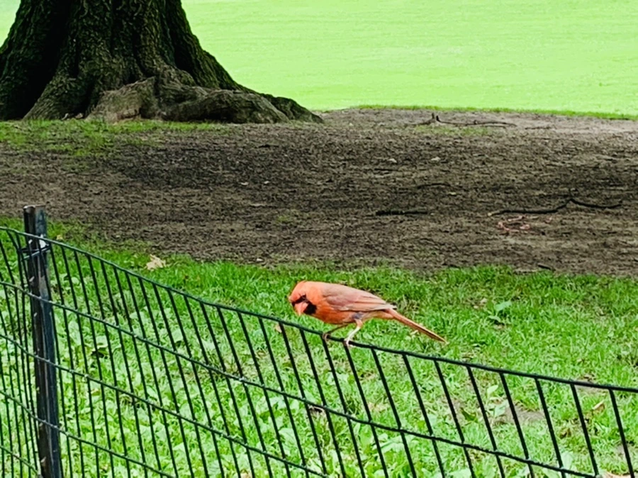 IMG_9922.jpg?type=w966