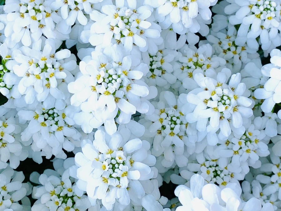 IMG_8231.jpg?type=w966