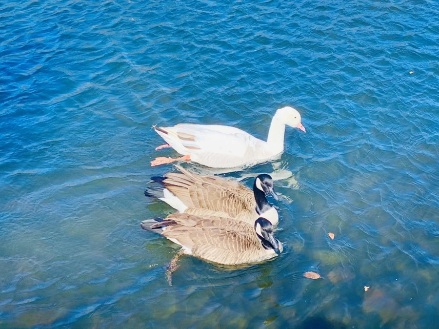 IMG_6786.jpg?type=w966