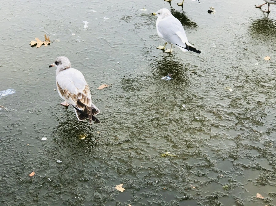 IMG_8507.jpg?type=w966