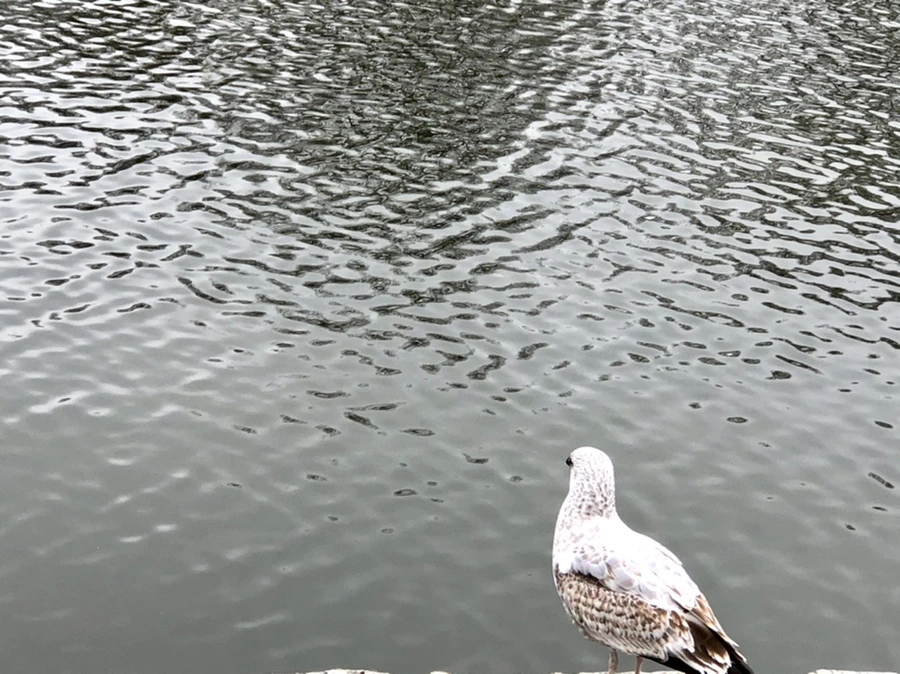 IMG_3316.jpg?type=w966