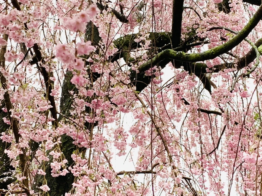 IMG_2301.jpg?type=w966