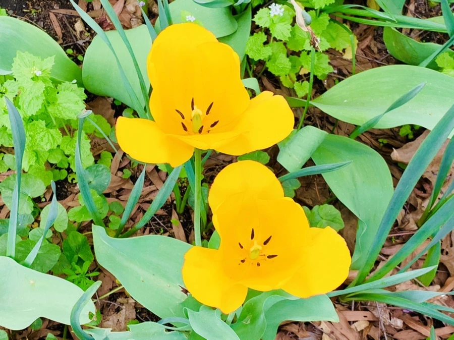 IMG_7037.jpg?type=w966