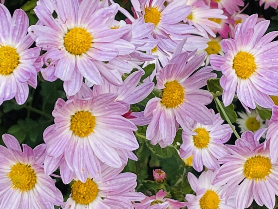 IMG_1198.jpg?type=w966