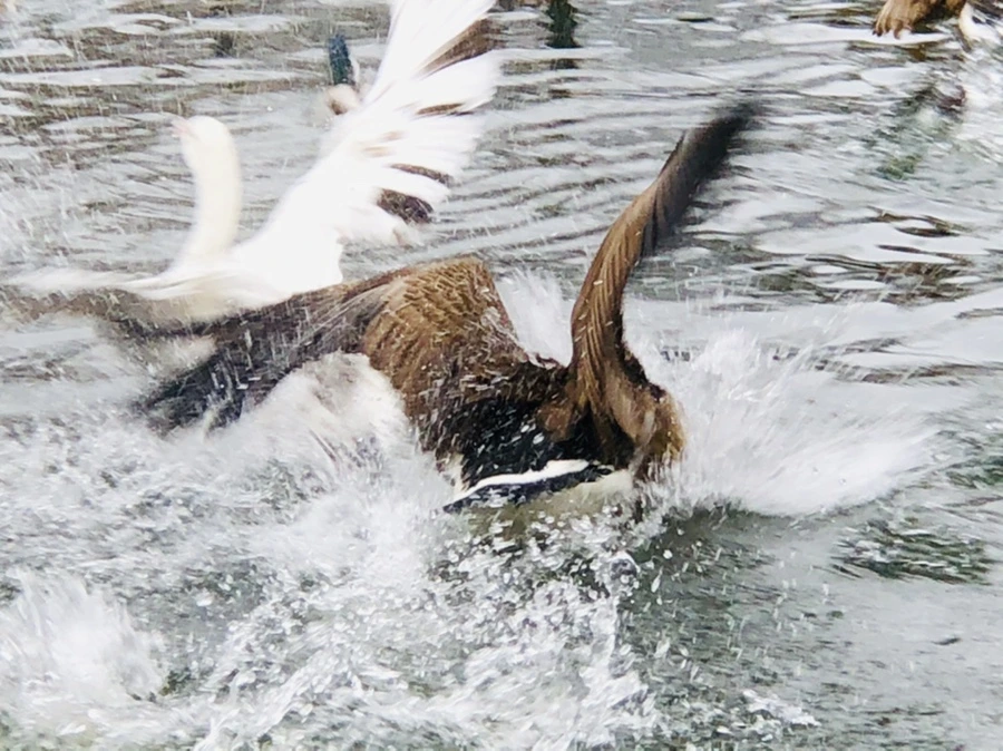 IMG_6129.jpg?type=w966