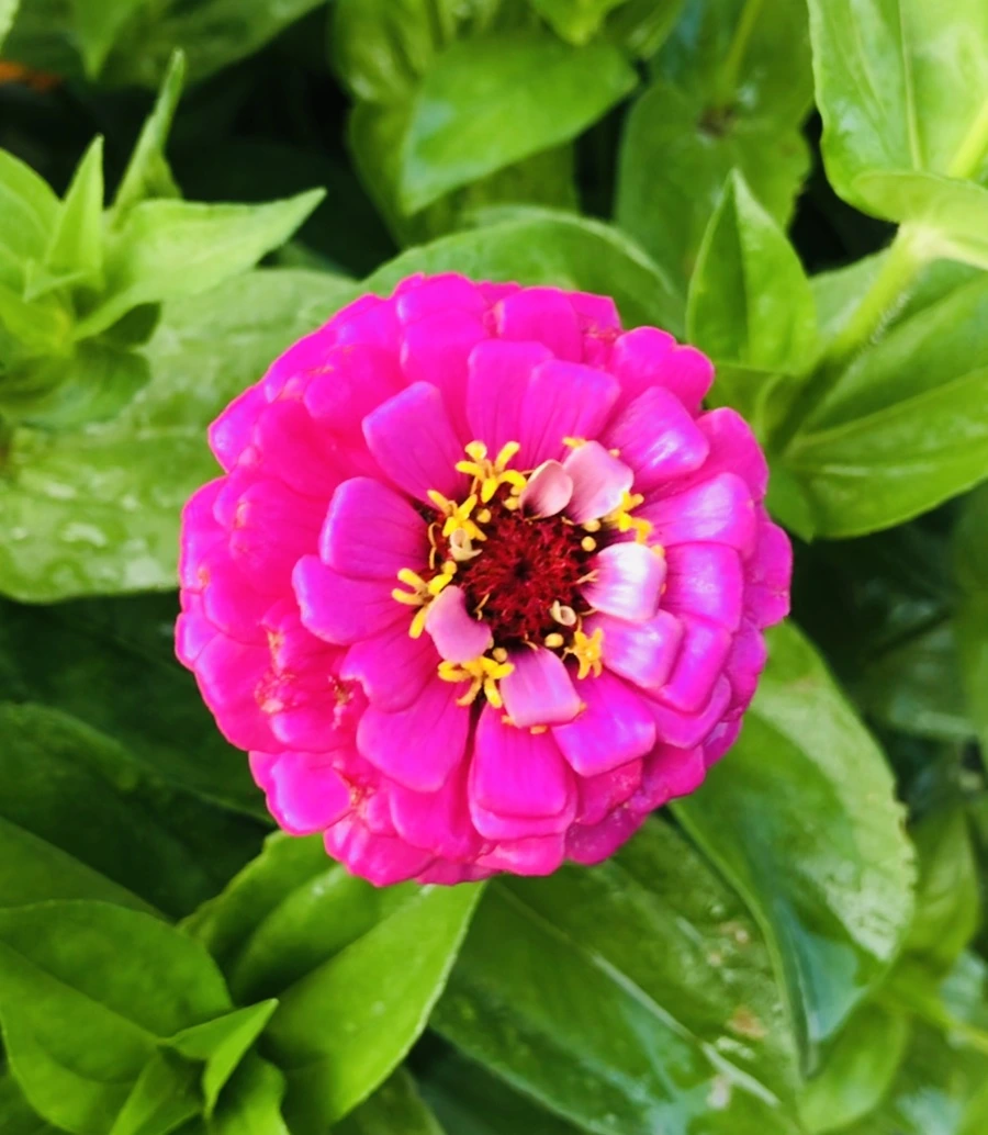 IMG_1609.jpg?type=w966