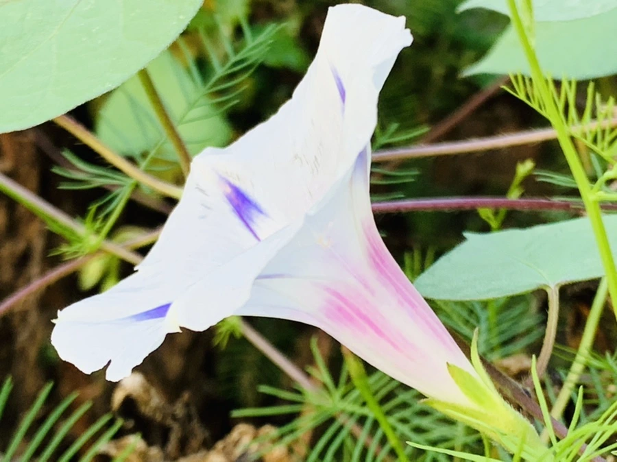 IMG_7051.jpg?type=w966