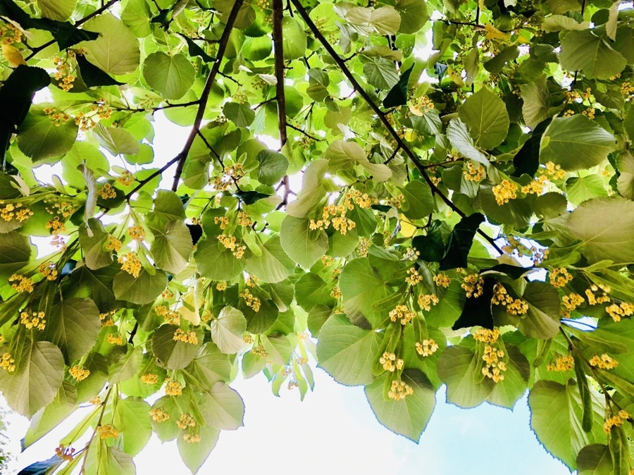 IMG_0567.jpg?type=w966