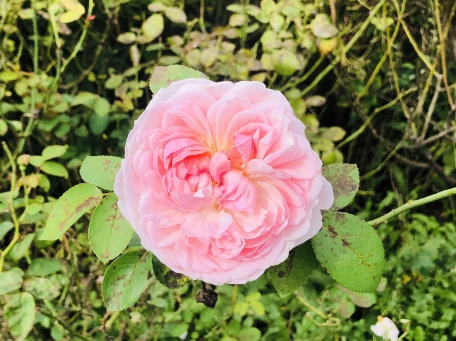 0HLPGOiV6-ed8bKSkVAIIxSL3To