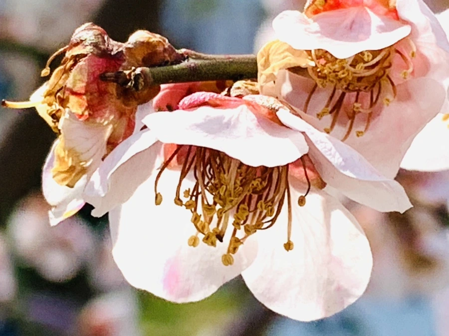 IMG_4257.jpg?type=w966