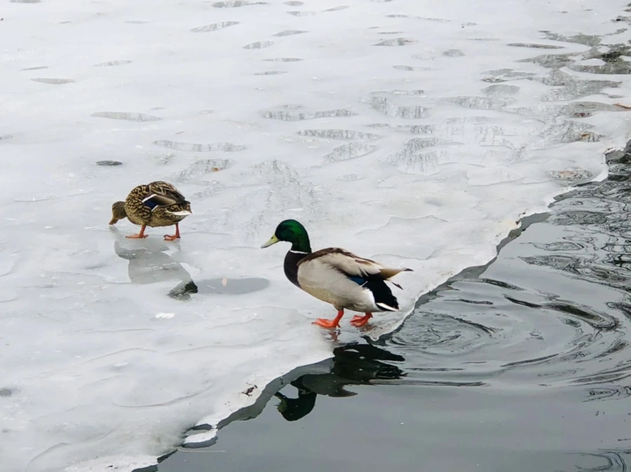 IMG_6280.jpg?type=w966