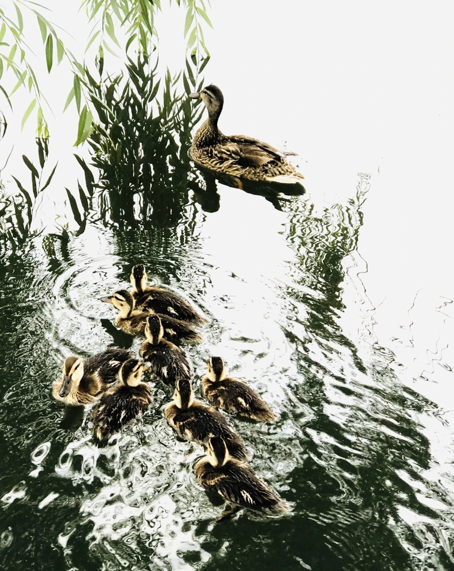 IMG_3147.jpg?type=w966