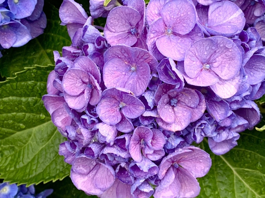 IMG_6180.jpg?type=w966