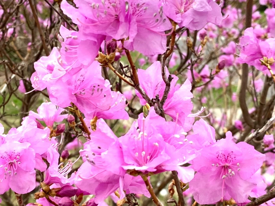 IMG_4763.jpg?type=w966