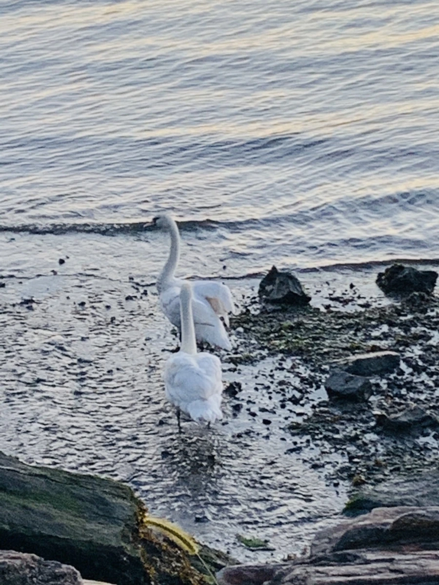 IMG_9455.jpg?type=w966