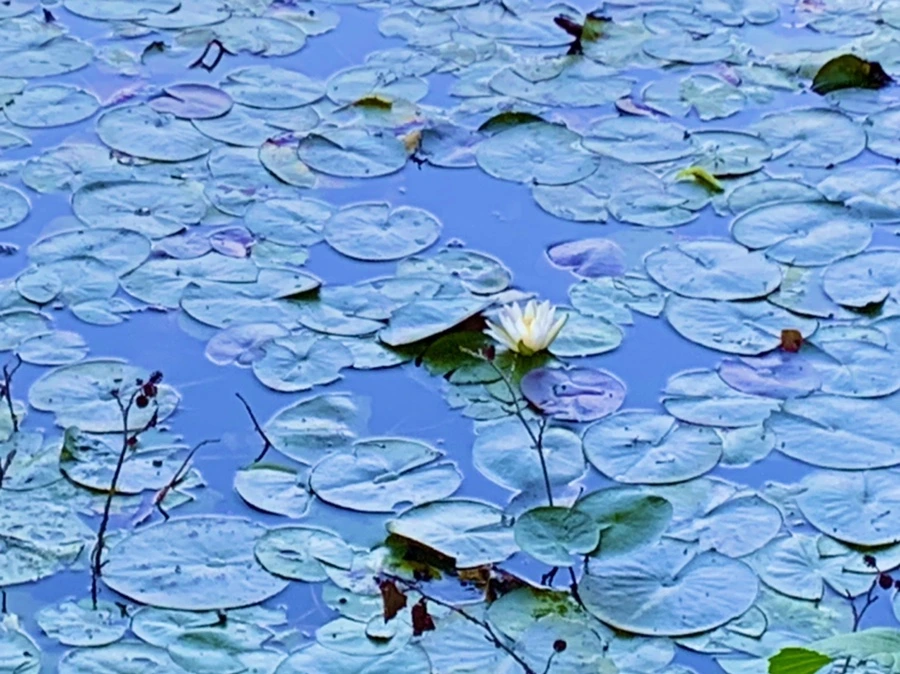 IMG_1035.jpg?type=w966