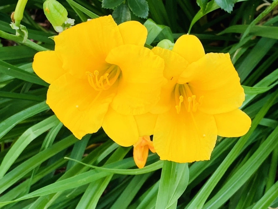 IMG_5956.jpg?type=w966