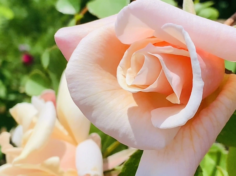 IMG_4288.jpg?type=w966