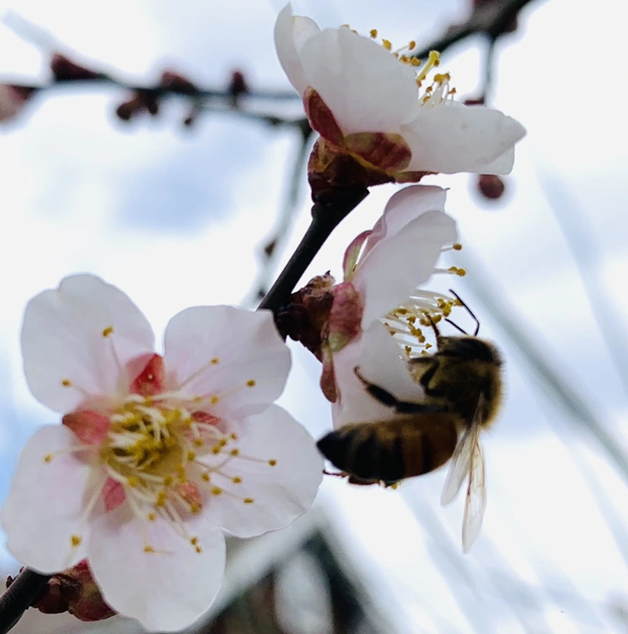 IMG_0521.jpg?type=w966