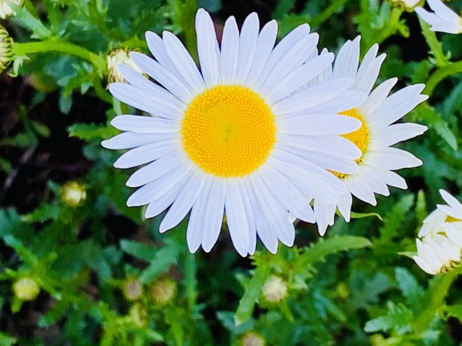 IMG_1997.jpg?type=w966