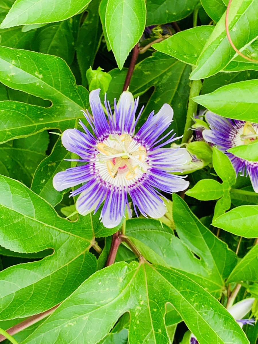 IMG_0675.jpg?type=w966