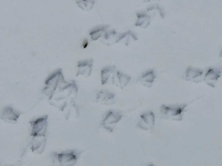 IMG_2544.jpg?type=w966