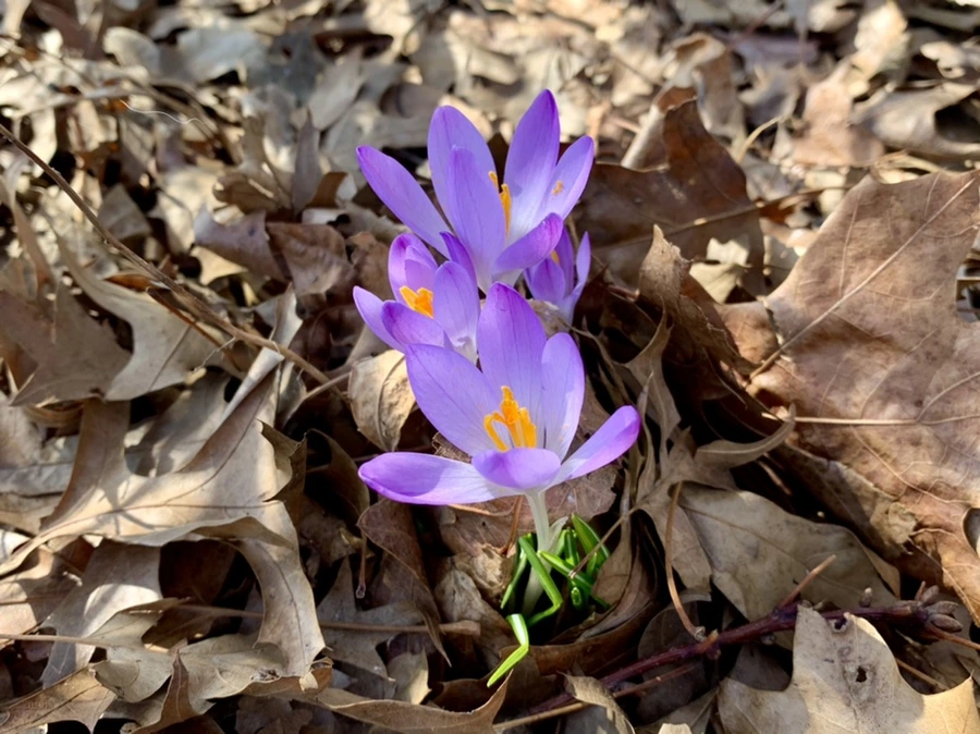 IMG_9706.jpg?type=w966